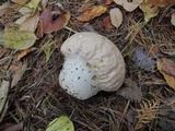 Calvatia craniiformis image
