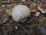 Calvatia craniiformis image