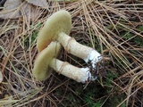 Suillus acidus image