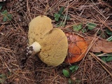 Suillus brevipes image