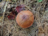 Suillus brevipes image