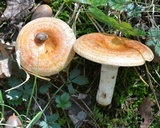 Lactarius proximellus image