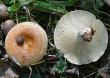 Lactarius proximellus image
