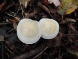 Hebeloma crustuliniforme image