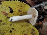 Hebeloma crustuliniforme image