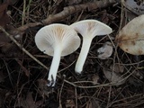 Hygrophorus chrysodon image