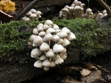 Mycena niveipes image