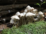 Mycena niveipes image
