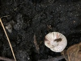 Mycena niveipes image