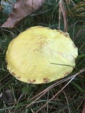 Suillus americanus image