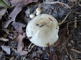 Hygrophorus agathosmus image