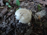 Hygrophorus agathosmus image