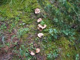 Gomphus clavatus image