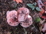 Hygrophorus russula image