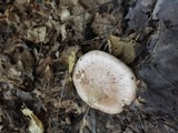 Lepista personata image