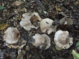 Lepista personata image