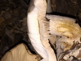 Lepista personata image