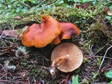 Gymnopilus sapineus image