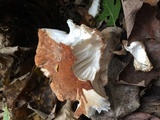 Polyporus radicatus image