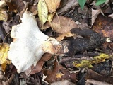 Polyporus radicatus image