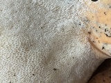 Polyporus radicatus image