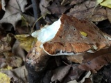 Polyporus radicatus image