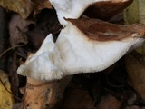 Polyporus radicatus image