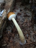 Conocybe rugosa image