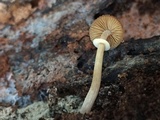 Conocybe rugosa image