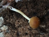 Conocybe rugosa image