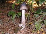 Amanita pachycolea image