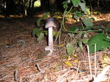 Amanita pachycolea image