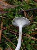 Cantharellula umbonata image