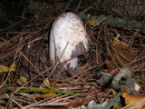 Amanita pachycolea image