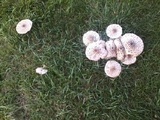 Chlorophyllum rachodes image