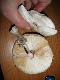 Chlorophyllum rachodes image