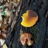 Pluteus chrysophlebius image