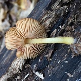 Pluteus chrysophlebius image