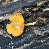 Pluteus chrysophlebius image
