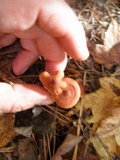 Lactarius oculatus image