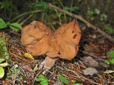 Gyromitra infula image