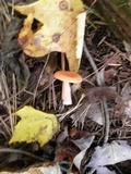 Lactarius oculatus image