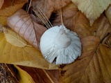 Russula cyanoxantha image