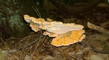 Laetiporus cincinnatus image