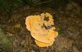 Laetiporus cincinnatus image