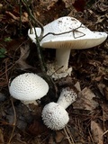 Amanita polypyramis image