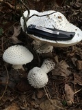 Amanita polypyramis image