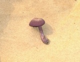 Laccaria amethystina image