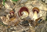Mycena rutilantiformis image