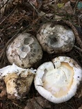 Catathelasma ventricosum image